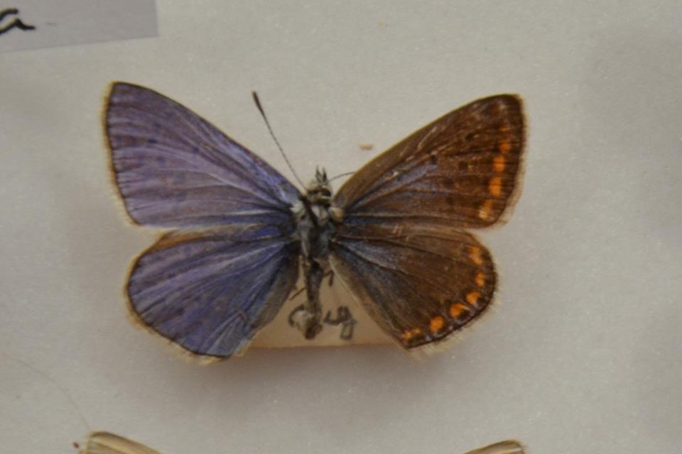 Polyommatus icarus (bilateral gynandromorph) Internet Image property of respective owner, non-commercial use only
